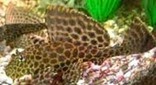Guyane pléco voile