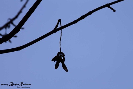 sky_20111117_siluet2