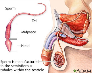 spermatogenesis spermatocele spermatic cord spermaceti spermatozoa spermatogenesis definition spermatogonia spermatophore spermarche spermicide sperm whale sperma definition sperm bank san diego sperm bank sperm donor sperma meaning sperm definition sperm donation sperma sehat sperma wikipedia sperma adalah sperma allergie sperma akan mati jika terkena air sperma anwar sperma aufbewahren sperma adalah pdf sperma analizi sperma als medizin sperma akan mati apabila sperma akan mati jika sperm bank san diego sperm bank sperm bank near me sperm benefits sperm bank cost sperm become capable of movement while in the sperm bank donor sperm bank donation sperm bank requirements sperm bank process sperm capacitation sperm count sperm cell sperm competition sperm count test san diego sperm color sperm count test sperm cell definition sperm cycle spermcheck sperma definition sperma dan sel telur sperma dan kehamilan sperma dalam islam sperma dapat menggugurkan kandungan sperma doneren belgie vergoeding sperma death sperma dan telur sperma dapat menghilangkan jerawat sperma dan ovum bercantum sperma encer apa bisa hamil sperma einfrieren sperma encer apakah mandul sperma eshte sperma encer dan bening sperma encer seperti air sperma e njeriut sperma encer apa bisa membuahi sperma encer dan sedikit sperma efektet e saj sperma greek meaning sperma goreng sperma gegen husten sperma gegen pickel sperma gelatin sperma gegen halsschmerzen wikipedia sperma gezond om te eten sperma gesta jak galaretka sperma gelb und klumpig sperma hidup sperma hijau sperma hiv sperma haltbarkeit sperma hidup berapa jam sperma hidup dalam rahim sperma haqqinda sperma halsschmerzen studie sperma hemijski sastav sperma hidup di udara sperma itu apa sperma inhaltsstoffe sperma ikan sperma itu najis apa tidak sperma itu seperti apa sperma ikan cod sperma izlazi nakon odnosa sperma invriezen hoe lang sperma iscuri nakon odnosa sperma induksi alami sperma jelek sperma je zdrava za gutanje sperma jerawat sperma jest dobra na zmarszczki sperma jika tertelan sperma jeli sperma jika tidak dikeluarkan sperma jumlah sedikit sperma jika ditelan sperma juckreiz sperma kochbuch sperma kuning dan encer sperma kcal sperma kalorije sperma kucing sperma kering apakah masih hidup sperma keluar lg sperma kena udara mati sperma kualitas baik sperma kuning pekat sperma lelaki yang bagus sperma lelaki dan wanita sperma lelaki sperma lemah sperma lebensdauer sperma laki laki sperma meaning sperma mati sperma mati jika sperma matang dalam berapa hari sperma manusia sperma membuahi sel telur sperma mudah keluar sperma masuk sebelum haid sperma mk sperma mengandung apa sperma obat jerawat sperma of god sperma oat sperma ovum sperma oder zervixschleim sperma protein sperma pdf sperma ph sperma penghilang jerawat sperma ph 8 sperma per akne sperma pateko i akis sperma penderita diabetes sperma protiv akne sperma reject sperma riecht nach chlor sperma reject band sperma rasa pahit sperma riecht nach fisch sperma riecht sperma riecht komisch sperma riecht fisch sperma regeneration sperma riecht unangenehm sperma sehat sperma sihat sperma syndrome sperma sehat warna sperma sebagai obat jerawat sperma sapi sperma synonym sperma seperti air sperma si sarcina sperma sanovnik sperma tidak sehat sperma test sperma terbuat dari apa sperma terkena air apakah mati sperma terkena air sperma tak berbau sperma tahan lama sperma tidak normal sperma terkena udara mati sperma tidak masuk rahim sperma u oko sperma untuk obat jerawat sperma untuk masker wajah sperma untuk jerawat sperma untuk kulit wajah sperma untuk kulit sperma untuk kesehatan sperma untuk kecantikan sperma untuk kecantikan wanita sperma vitamine sperma vegan sperm vs ovum sperma verbessern sperma vermehren sperma verbessern kinderwunsch sperma verkaufen deutschland sperma verklumpt sperma wikipedia sperma warna kuning sperma wikipedia shqip sperma wikipedia indonesia sperma warna hijau sperma warna coklat sperma warna merah sperma wanita seperti apa sperma wanita yang sehat sperma wanita itu seperti apa sperma x dan y sperma xaric etmek sperma xeyri sperma xesteliyi sperma yang sehat sperma yang baik sperma yang sihat sperma yang bagus seperti apa sperma yang tidak sehat sperma yang matang disimpan dalam sperma yang encer sperma yang buruk sperma yang baik dan berkualitas sperma yg sihat jumlah sperma 0 sperma suami 0 gerak cepat sperma 0 0bat sperma encer 0bat sperma sperma 13 tahun sperma 1cak sperma 1 ml sperma 2 minggu sperma 2 ml sperma 2 tage sperma 2 hari 2 ml sperma sperma 5 hari sperma 5 juta sperma 500 sperma 5 tage sperma volume 500 sperma hat 5 goldanteile sperma mati 5 detik sperma 8ermides ph sperma 8 sperma 8 ml ph sperma 8.3 sperma ph wert 8