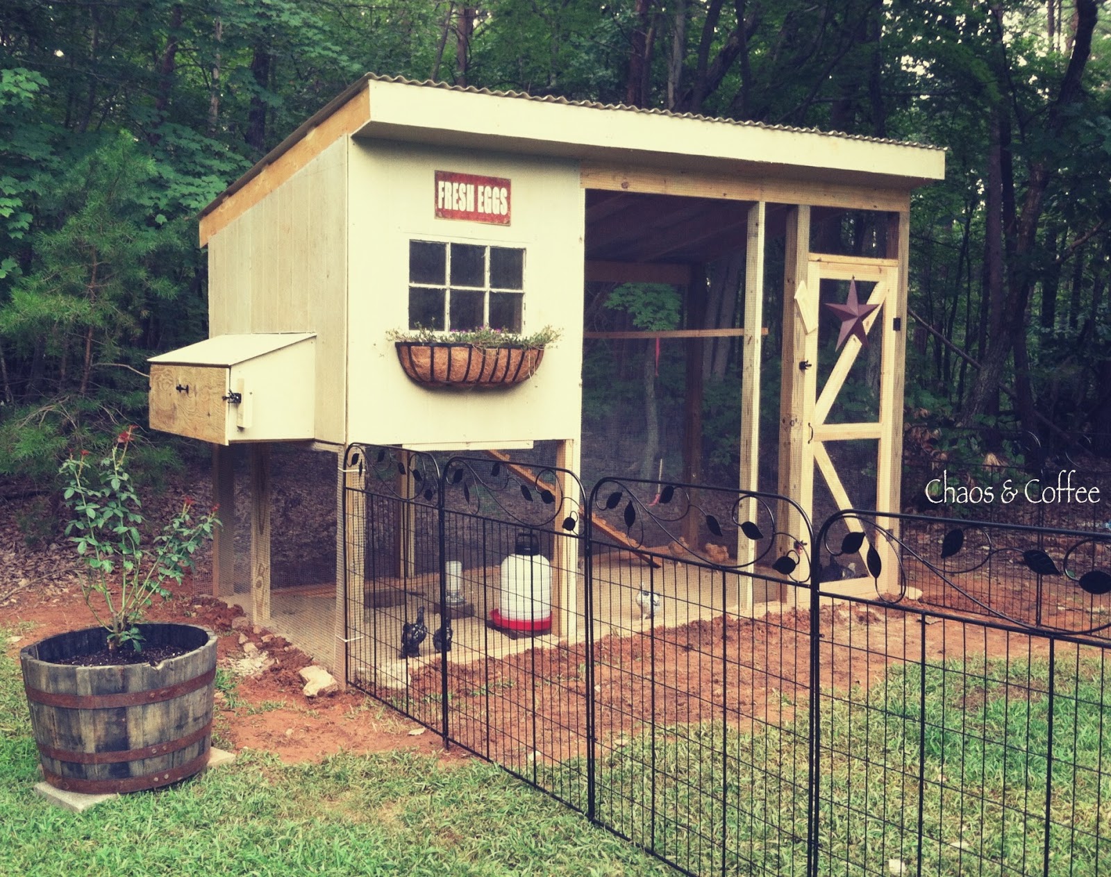 Chaos And Coffee A Birthday A Chicken Coop Dreams Come True