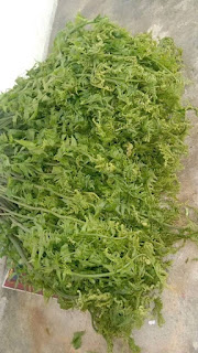 Pakis Hijau sayur hutan