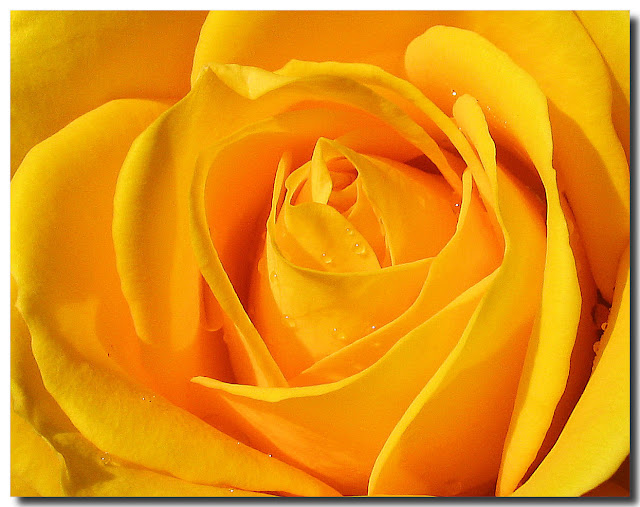 Yellow Roses