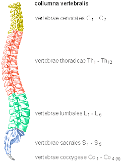 Athi s World SISTEM MUSKULOSKELETAL