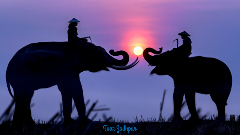 Rajasthan Wildlife Sanctuaries & National Parks 2020