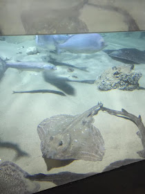 Visite de l'aquarium de Londres