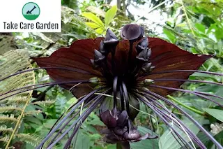 O Fascinante Mundo de Flor-Morcego: Um Guia para Esta Planta Única