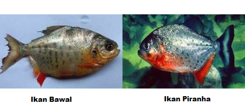 Perbedaan Ikan Bawal Dan Piranha Dari Bentuk Tubuh