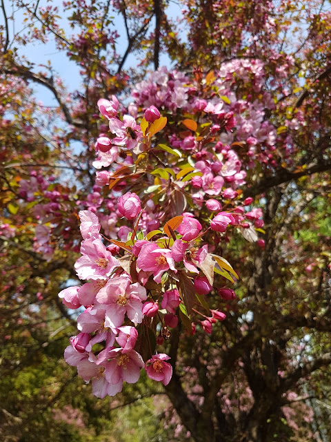 flowering crabapple trees at The Camellia, thunder Bay