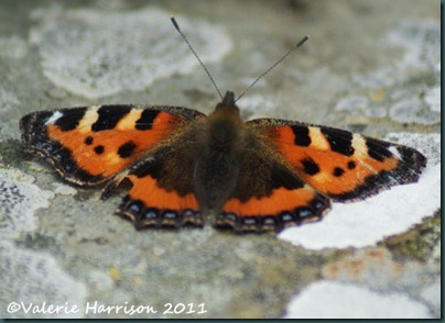 small-tortoiseshell (2)