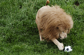 Funny animals playing soccer/football, funny animals, euro 2012, animals play football, animals play soccer