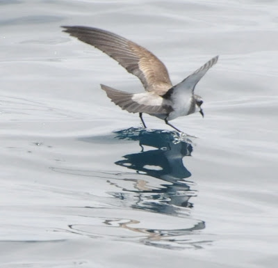 White-faced Storm Petrel (Pelagodroma marina)