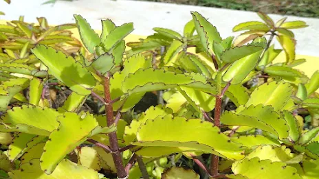 Health Benefits Of Bryophyllum pinnatum