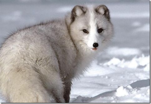 Arctic_Fox_Photo_2
