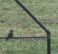 hummer at rest