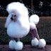 Homem usa Poodle para agredir sua esposa