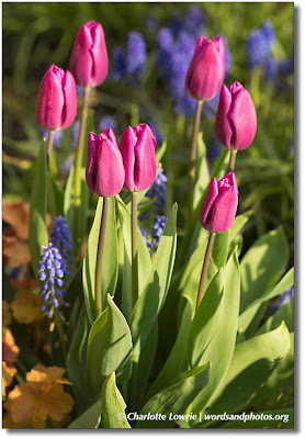 Pink tulips and flowers