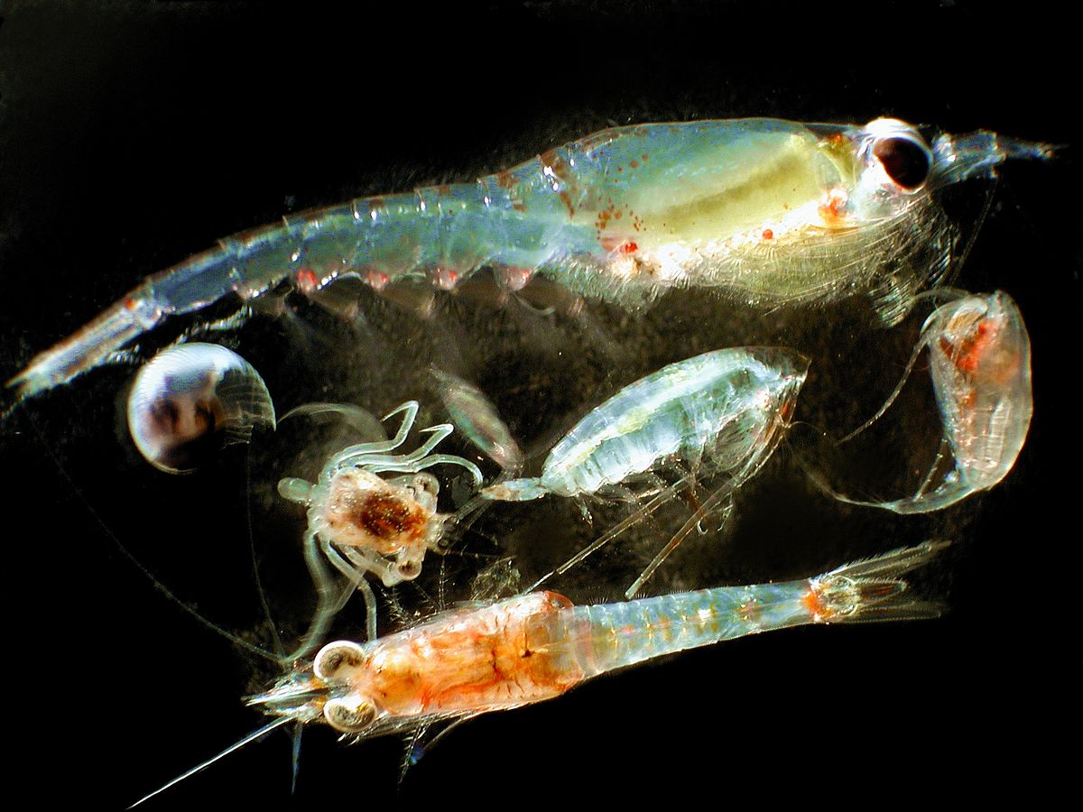 L airgun uccide lo zooplankton  parola di Nature Ecology  
