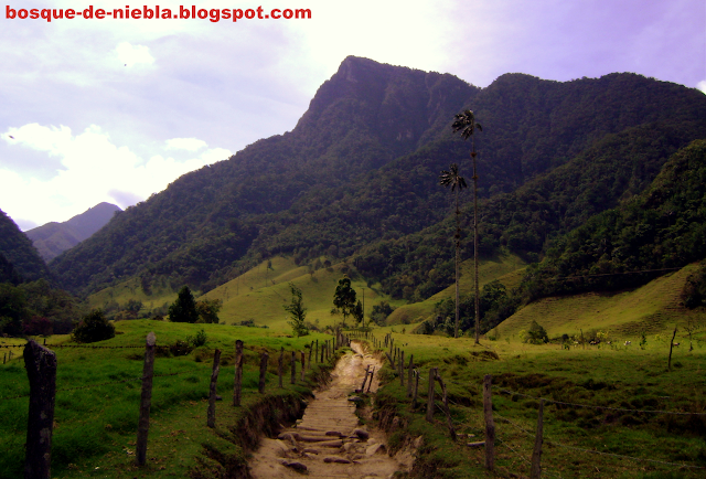 cerro morrogacho, valle de cocora