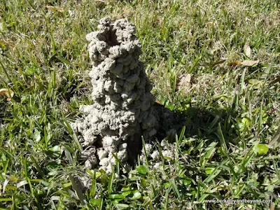 crawfish mound at Laura Plantation in Vacherie, Louisiana