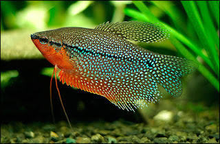 Gambar ikan