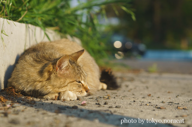 野良猫の写真