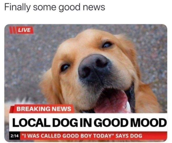 Local Dog In Good Mood