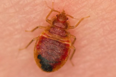 How-to-Get-Rid-of-Bed-Bugs