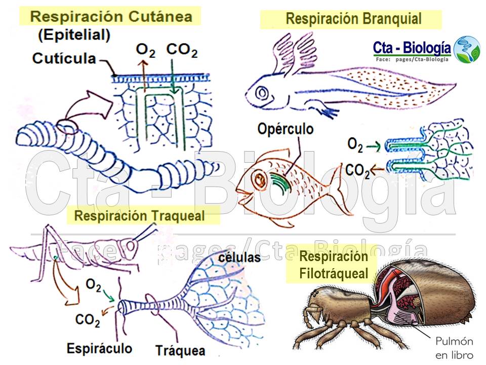 Biología didáctica NSC 2° Respiración en Animales