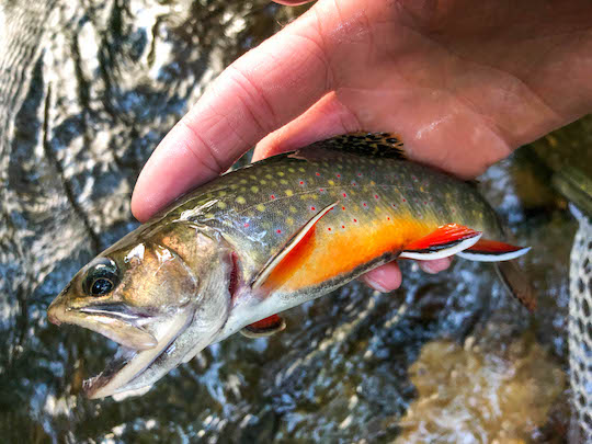 One last beautiful southern Appalachian brook trout