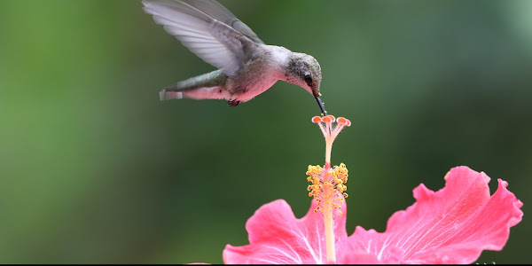  The Art of Writing Nature Poetry: Celebrating the Beauty and Wonder of the Natural World