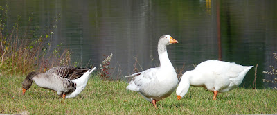 2 feral geese