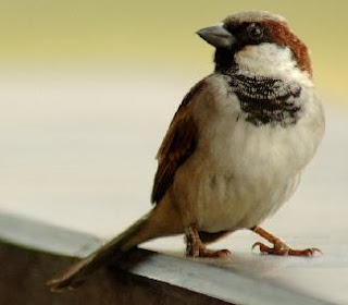 birds, sparrow, house sparrow, garden birds