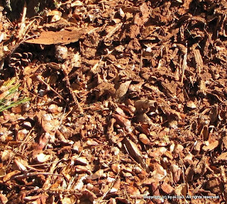 Burrow, Pine Cone Parts