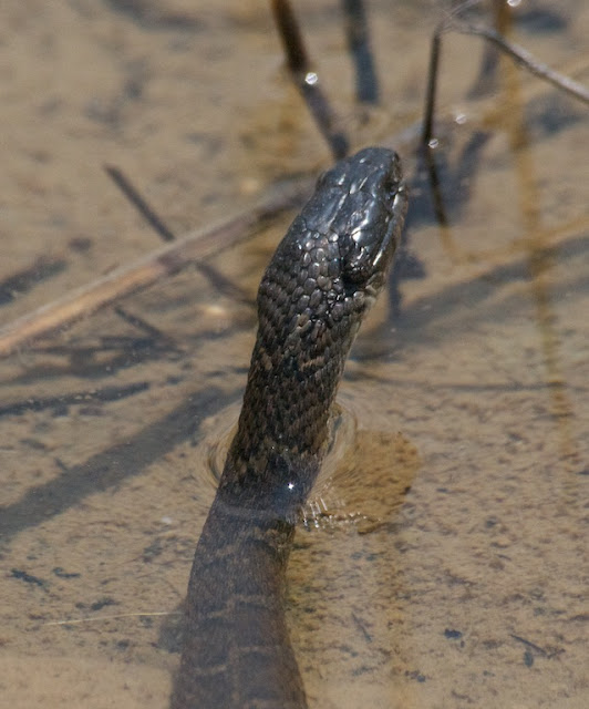 Northern Water Snake (Nerodia sipedon) 