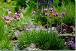 Armeria maritima