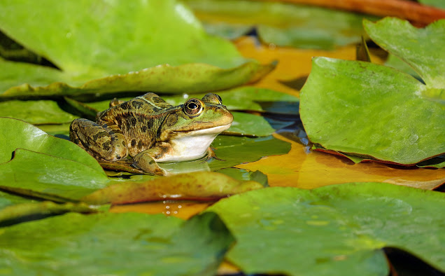 Frog Facts and Information - ListAnimals