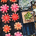 What is the difference between cacti and succulents? Plus care and tips for beginners!