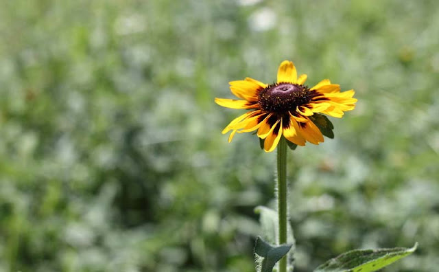 Rudbeckia Hirta Flowers Pictures