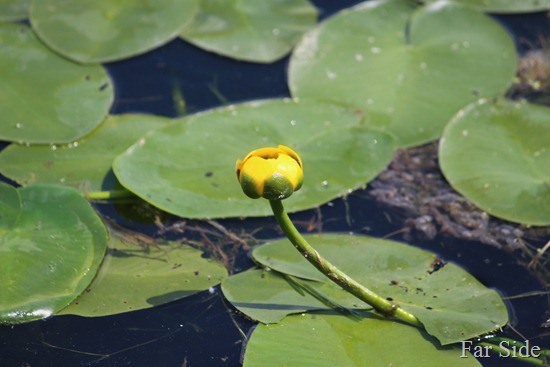 Yellow Water Lily
