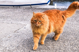 Simbolismo del gato naranja: todo lo que necesitas saber