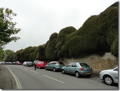 Edward going to check out if he can find an entrance to this with the unusual hedges in Corsham town with Cotwolds Cottages