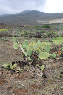 Opuntia máxima - Tunera