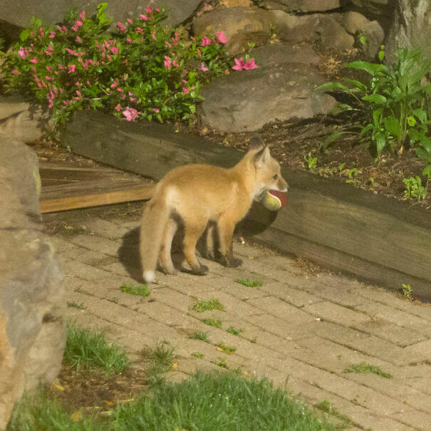 40 Heartwarming Pictures Of Animals - Security Light Went Off At 1 Am. This Little Guys Found My Dog's Ball