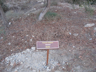 Called 'Wattle' in English, this grows by the Salt Lake