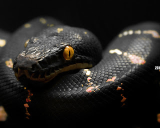 cool Snakes HD Wallpapers black 