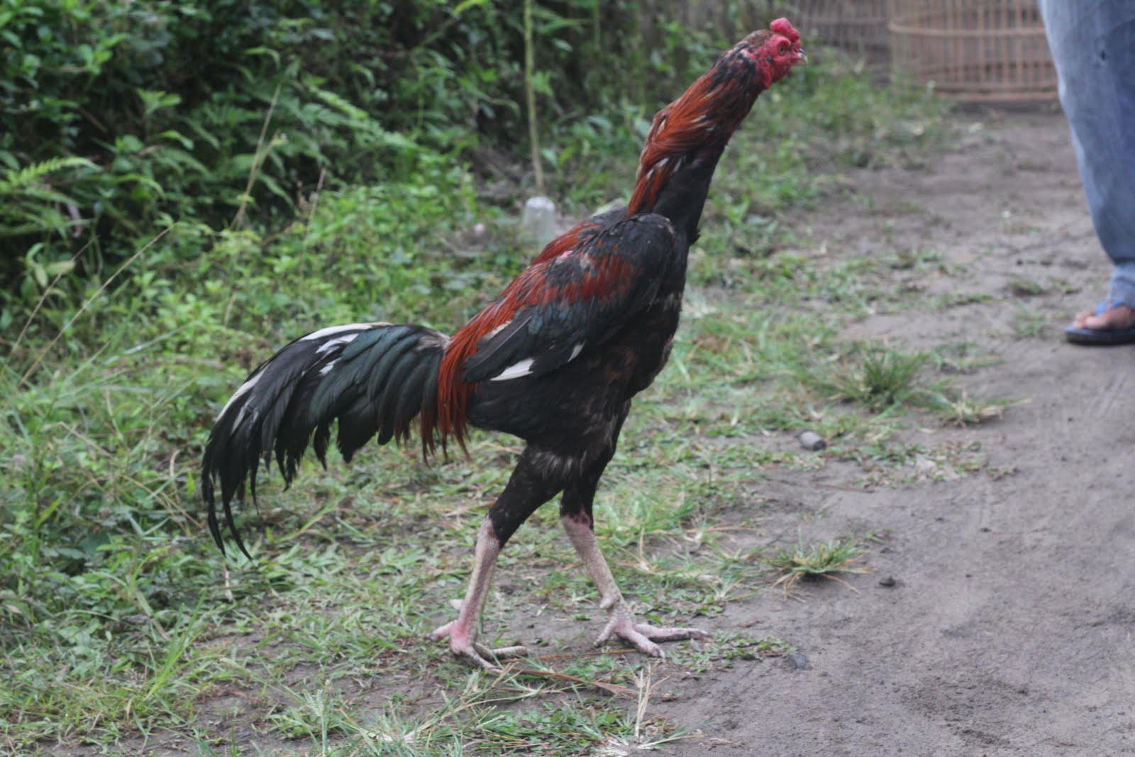  Foto  Ayam  Jago Bangkok Petarung GambarBinatang Com