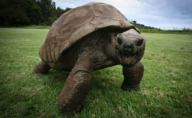 Jonathan, The Giant Tortoise, Is The World’s Oldest-Known Animal