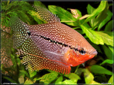 Beautiful Fishes Wallpaper