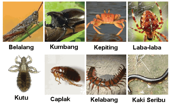  Kelompok Hewan Invertebrata  dan Vertebrata