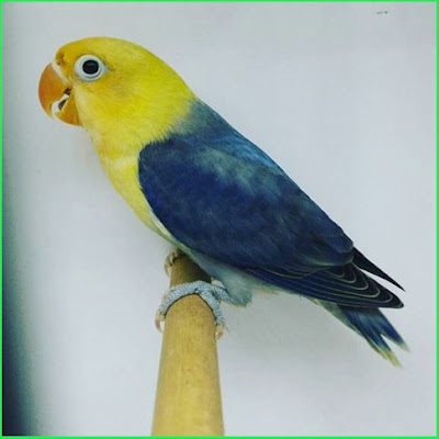  Jenis Burung Lovebird Parblue